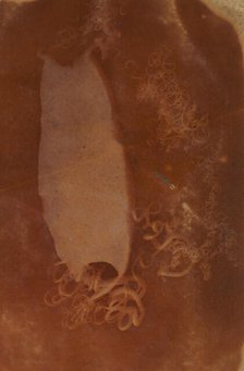 Shark Egg Case, 1840-45. Creator: Unknown.