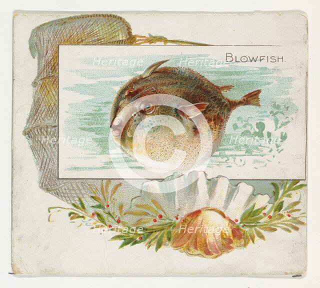 Blowfish, from Fish from American Waters series (N39) for Allen & Ginter Cigarettes, 1889. Creator: Allen & Ginter.
