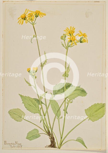 Ragwort (Senecio burkei), 1917. Creator: Mary Vaux Walcott.