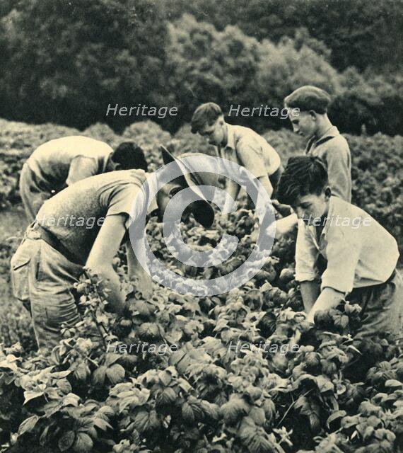 'Fruit Picking in War Time', 1944. Creator: Unknown.