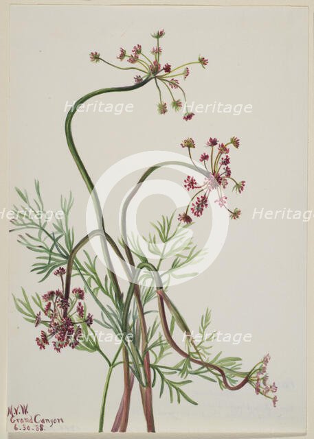 Pseudocymopterus montanus, 1938. Creator: Mary Vaux Walcott.