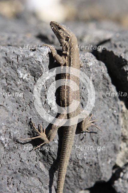 Lizard, La Palma, Canary Islands, Spain, 2009.