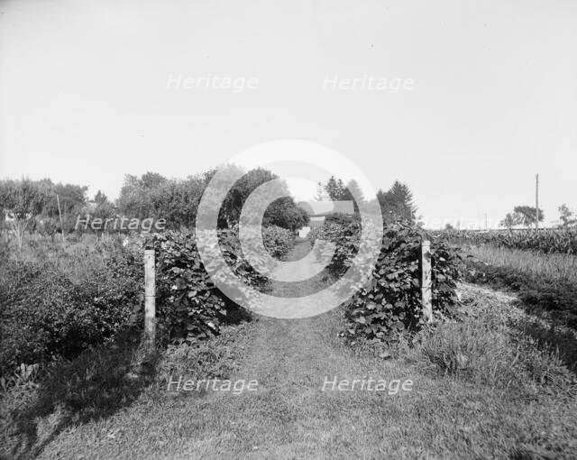 Grape vines at Rio Vista, Grosse Ile, Mich., between 1900 and 1910. Creator: William H. Jackson.