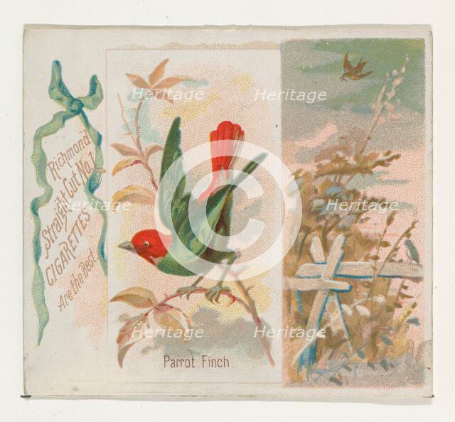 Parrot Finch, from the Song Birds of the World series (N42) for Allen & Ginter Cigarettes,..., 1890. Creator: Allen & Ginter.