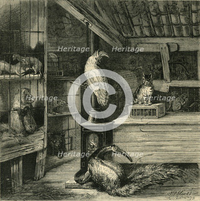 'A Wild-Beast Shop', c1873. Creator: Unknown.