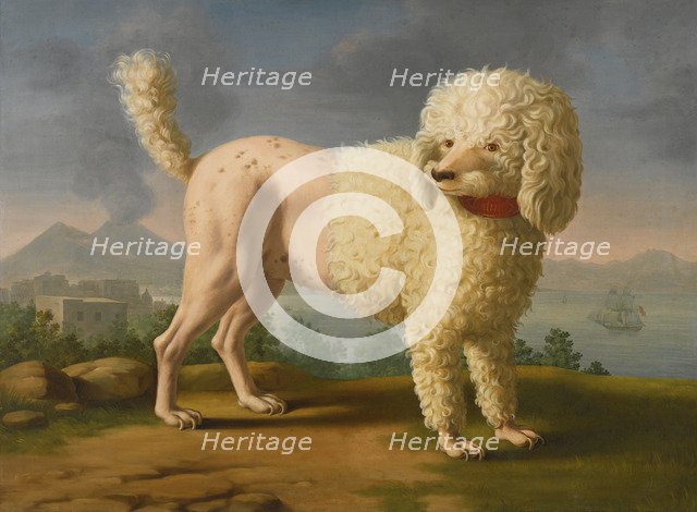 Portrait of Codina, believed to be lady Hamilton's poodle, the bay of Naples with a British man-of-w