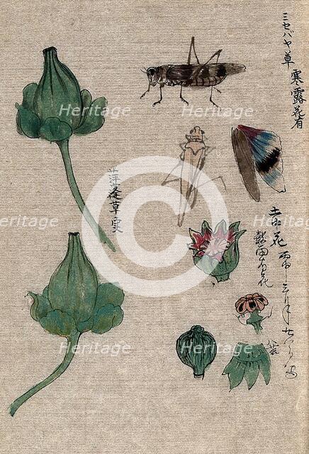 Fruit and floral segments of a plant of the Papaveraceae family and a grasshopper. Creator: Unknown.