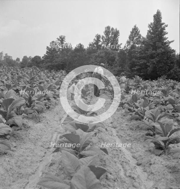 Children helping father, tobacco sharecropper..., Person County, North Carolina, 1939. Creator: Dorothea Lange.