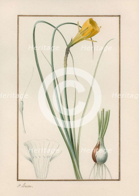 Petticoat daffodil (Narcissus bulbocodium).