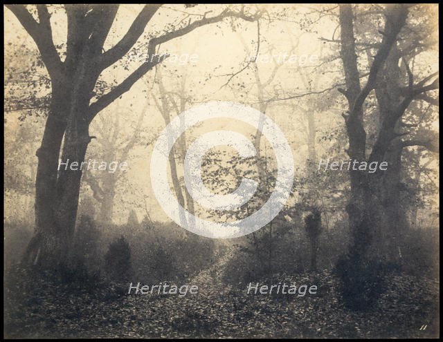 Fontainebleau. Forest at Barbizon, ca 1860. Creator: Cuvelier, Eugène (1837-1900).