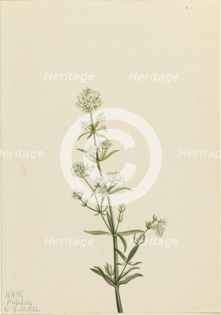 Northern Bedstraw (Galium boreale), 1922. Creator: Mary Vaux Walcott.