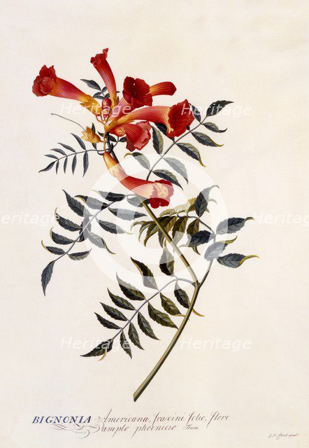 Bignonia Americana, c. 1743 (hand coloured engraving). Creator: "Georg Dionysius Ehret (1710 - 70); Ehret, Georg Dionysius (1710-1770)".