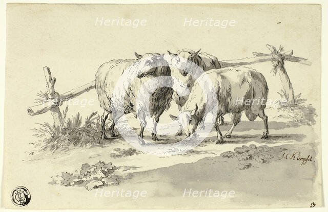 Sheep, n.d. Creator: Johann Christoph Kimpfel.