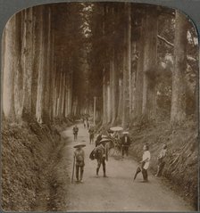 The groves were God's first temples - avenue of Cryptomeria, Nikko, Japan', 1904. Artist: Unknown.