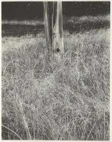 Grass and Flagpole, 1933. Creator: Alfred Stieglitz.