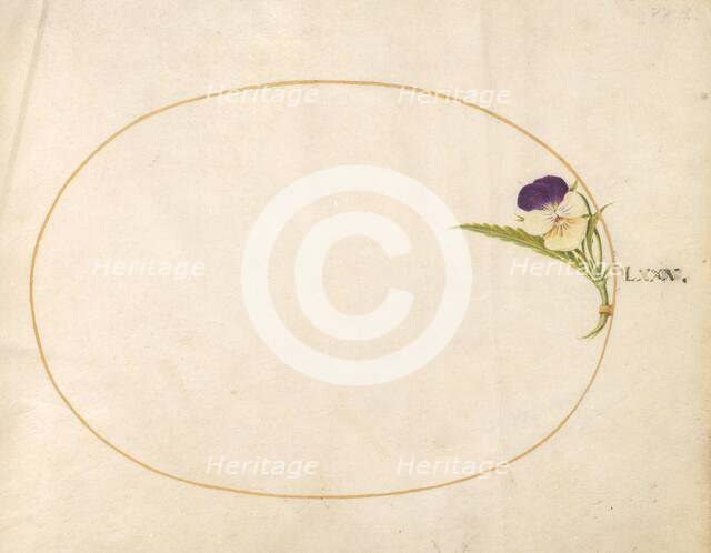 Plate 80: Purple and Yellow Viola, c. 1575/1580. Creator: Joris Hoefnagel.