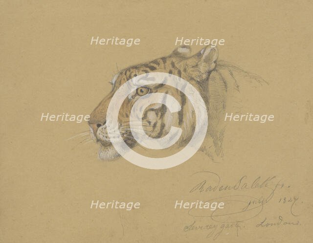 Head of a Tiger, 1847. Creator: Raden Saleh.