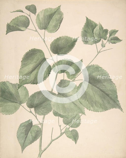 Leaves, 19th century. Creator: Anon.