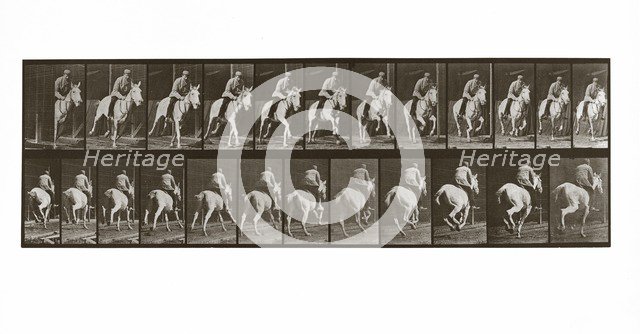 Galloping Horse with Rider, Plate 635 from Animal Locomotion, 1887 (photograph)