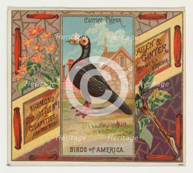 Carrier Pigeon, from the Birds of America series (N37) for Allen & Ginter Cigarettes, 1888. Creator: Allen & Ginter.