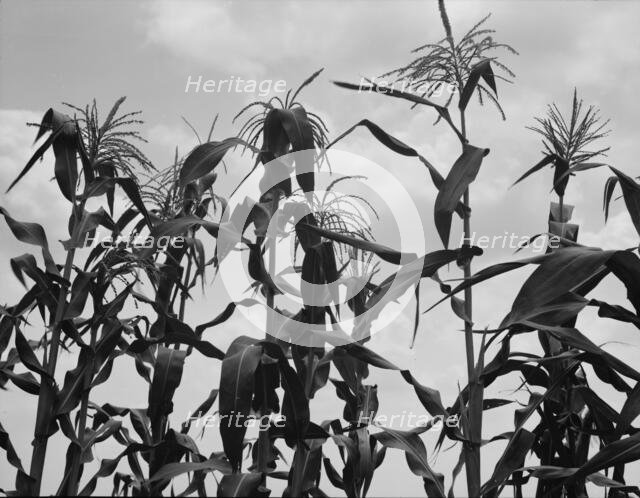 Corn, Washington County, Mississippi, 1937. Creator: Dorothea Lange.