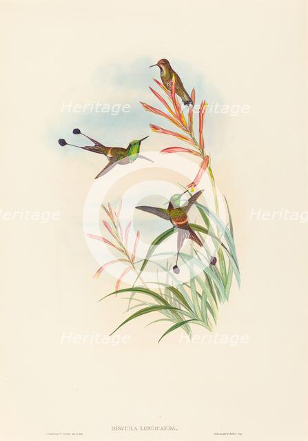 Discura longicauda (Racket-Tail). Creators: John Gould, Henry Constantine Richter.