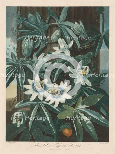 The Blue Passion-flower, 1799-1807. Creator: Robert John Thornton (British, 1768-1837).