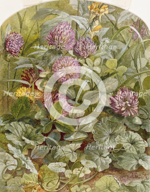 Red Clover with Butter-and-Eggs and Ground Ivy, 1860. Creator: William Trost Richards.