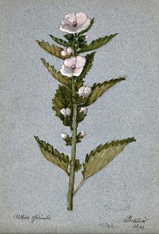 Marsh mallow plant (Althaea officinalis): flowering stem, 1906. Creator: Unknown.