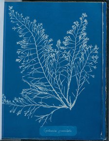Cystoseria granulata, 1843 or 1844. Creator: Anna Atkins.