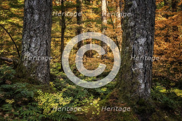 Golden Forest. Creator: Joshua Johnston.