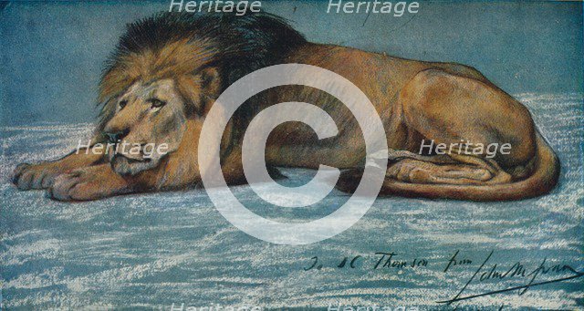 'Pastel Study of a Lion', c1900. Artist: John MacAllan Swan.