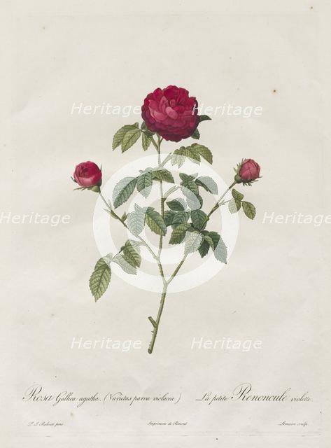 Provence or French Rose, 1817-1824. Creator: Henry Joseph Redouté (French, 1766-1853).