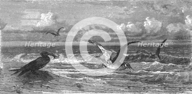 'Scissor-Bills in pursuit of Prey; A Flying Visit to Florida', 1875. Creator: Thomas Mayne Reid.