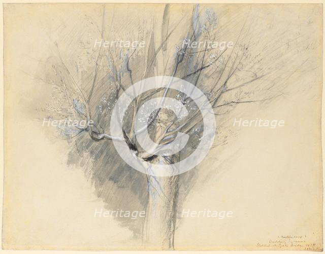 Budding Sycamore, c. 1876. Creator: John Ruskin (British, 1819-1900).