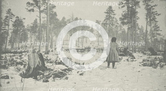 Forest on the Circum-Baikal Road, 1906. Creator: Unknown.