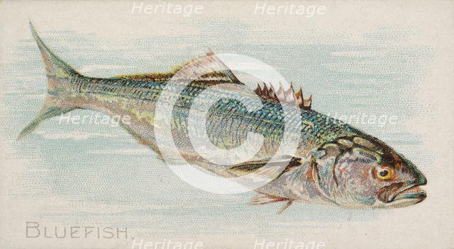 Bluefish, from the Fish from American Waters series (N8) for Allen & Ginter Cigarettes Bra..., 1889. Creator: Allen & Ginter.