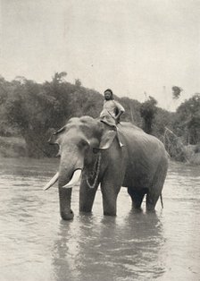 'Elefant mit Kornak (In der Mahavaliganga)', 1926. Artist: Unknown.