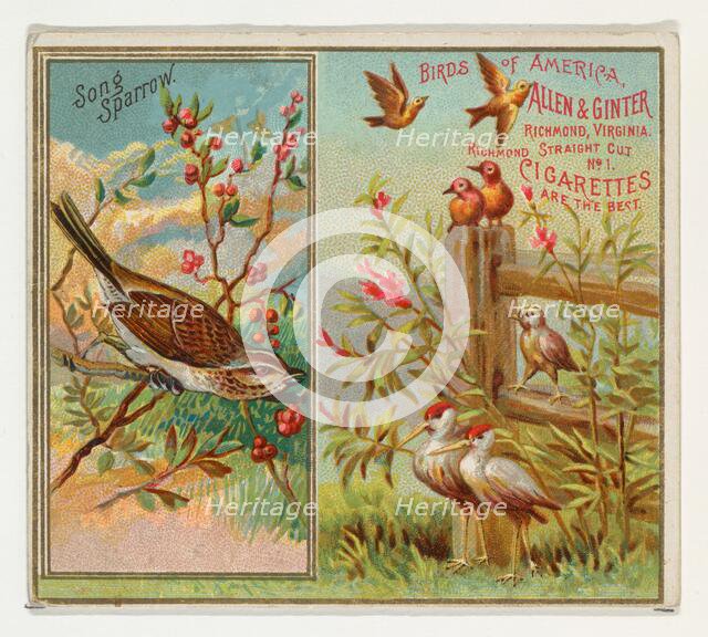 Song Sparrow, from the Birds of America series (N37) for Allen & Ginter Cigarettes, 1888. Creator: Allen & Ginter.