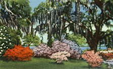 'Scene in Belle Isle Gardens, near Georgetown, S.C.', 1942. Creator: Unknown.