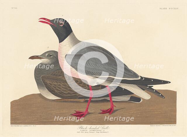 Black-headed Gull, 1836. Creator: Robert Havell.