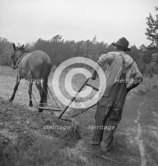 Negro plowing corn, off Highway 144, Person County, North Carolina, 1939. Creator: Dorothea Lange.