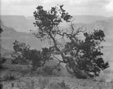 Grand Canyon, Arizona, between 1899 and 1928. Creator: Arnold Genthe.