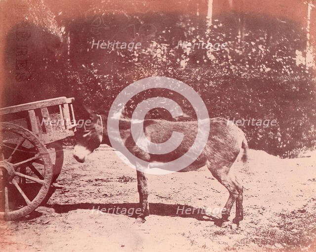 Ane attaché à une charette, 1850-53. Creator: Unknown.