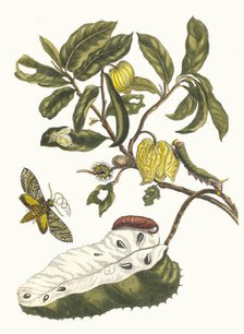 Zuursak. From the Book Metamorphosis insectorum Surinamensium, 1705. Creator: Merian, Maria Sibylla (1647-1717).