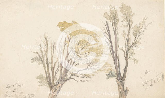 Two tree studies, 1850. Creator: Edwin Aaron Penley.
