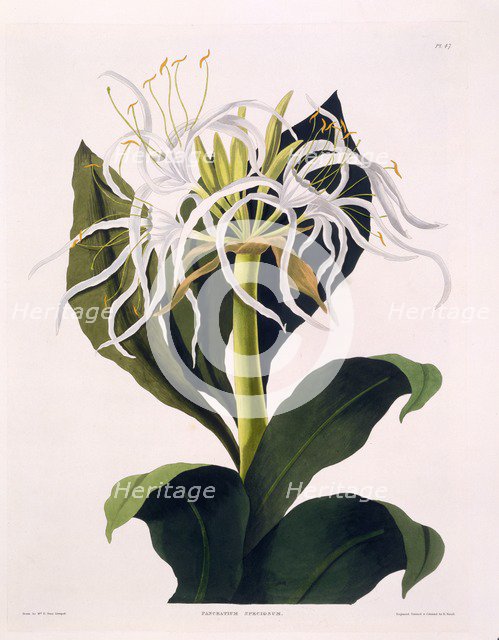 Pancratium Speciosum, 1831-1834.