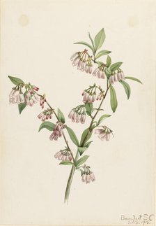 Pineland Blueberry (Vaccinium tenellum), 1918. Creator: Mary Vaux Walcott.