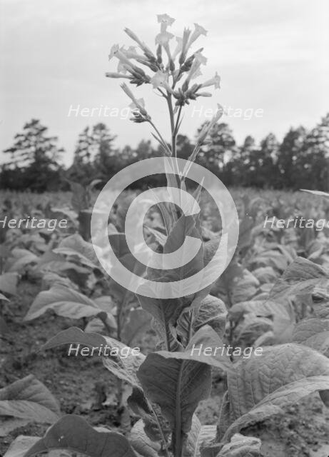 Single tobacco flower, Soofly, Granville County, North Carolina, 1939. Creator: Dorothea Lange.