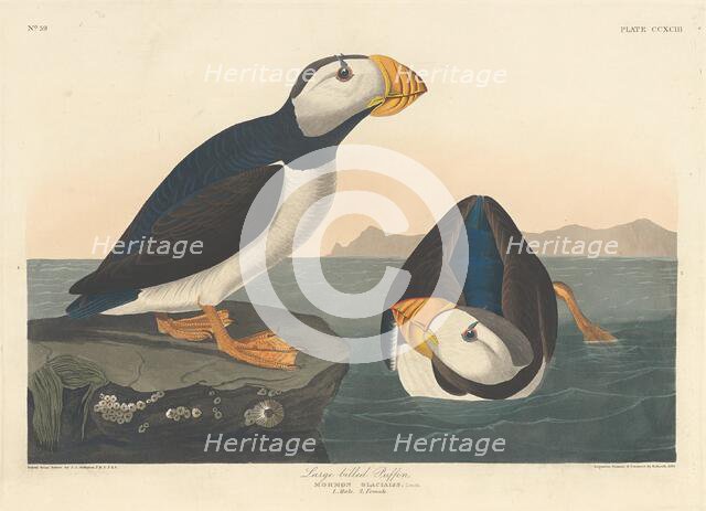 Large-billed Puffin, 1836. Creator: Robert Havell.